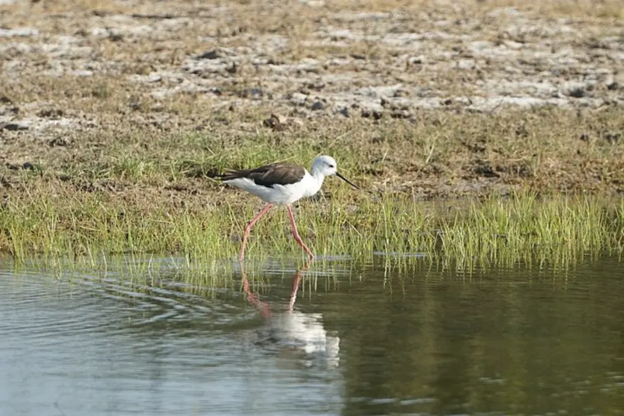 A black-winged stilt wading in the shallows of a lake