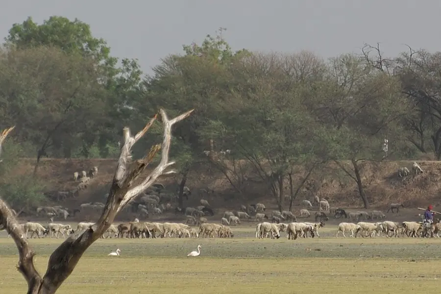 A bare tree over shallow water with a band of waterbirds along the far shore